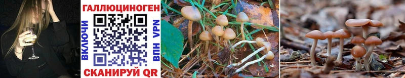 мега как войти  Лысково  Псилоцибиновые грибы Psilocybe 